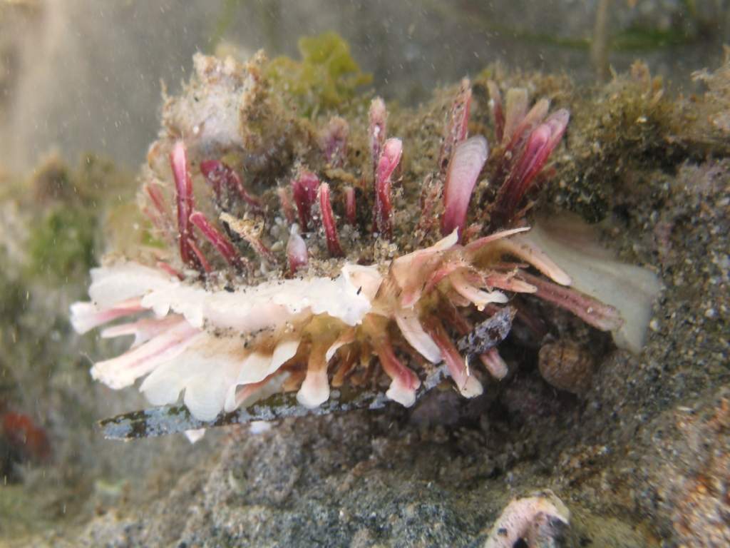 Spondylus gaederopus vivo